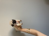 1 AYLIK PUG MOPS BEBEKLER