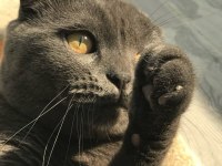 Ücretsiz sahiplendirilecek scottish fold