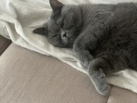 British Shorthair 4 Yaşında