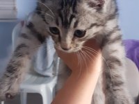 3 aylık gri erkek kedimiz yuvasını arıyor