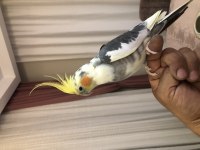 Full evcil konuşan sultan papağanı