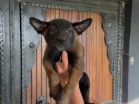 Belçika kurdu (Malinois) yavrularımız