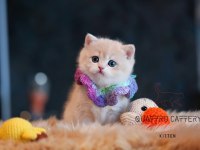 SAFKAN ŞECERELİ BRİTİSH SHORTHAİR PRENSES