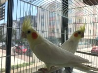 İNSANA ALIŞKIN LUTİNO SULTAN PAPAĞANI