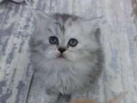 Anne safkan iran kedisi baba chinchilla