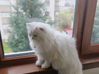 Kedimizi sahiplendiriyoruz