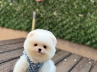 Pomeranian Boo Çiftliğimizden Özel Yavrular