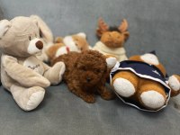 Dişi erkek sağlık garantili bebek surat toy poodle