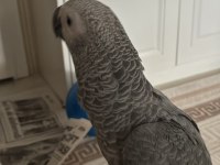 7 Aylık Jako Kırmızı Kuyruk Jumbo Boy