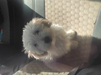 Şehir değişikliği nedeniyle sahiplendirilecek köpeğimiz