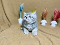 British Shorthair Safkan Blue Golden Yavrumuz