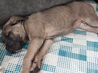 Sahiplendirme cane corso