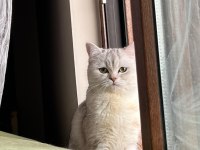 British Shorthair Kedisi 2 Yaşında