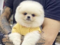 Pomeranian Boo Köpeği