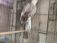 Satılık Sultan Papağanları – Grey ve WF Dişi