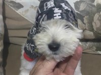 1 erkek ve 1 dişi yavru köpeğimiz