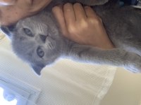Çok sağlıklı Scottish Fold yavrular