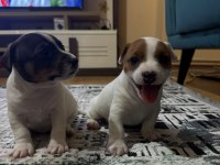 Jack russell minnikler