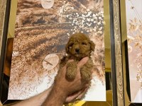 KUCUK SEKER POODLE MINIKLER