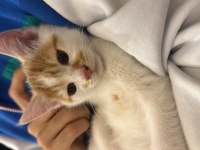 2.5 AYLIK ERKEK SARI BEYAZ TEKİR KEDİ YAVRUSU