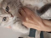 British shorthair ve scottish fold sahiplendirme