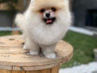 Ayı surat tecaup kore pomeranian yavrum