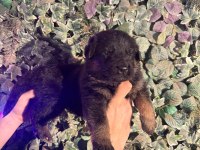 Burkemden safkan alman çoban köpeği yavruları