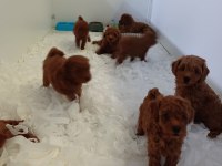 Toy Poodle Yavrularımız Ömürlük Aileleri Bekliyor