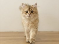 WCF Pedigreli British Longhair Erkek Chocolate Golden Shaded