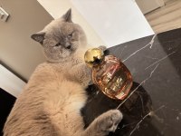 British shorthair 6 yaşında erkek