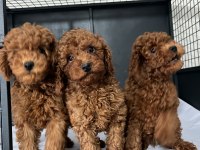 ORJNAL TAM TOY POODLE BEBEKLER