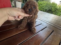 Teacup premium poodle yavrularımız