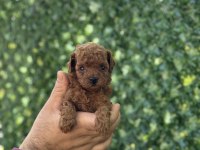 Irk ve sağlık garantili Toy ve Teacup Poodle