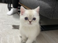 british shorthair mavi gözlü beyaz kedimizi sahiplendirme