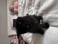 Siyah dünyalar tatlısı british shorthair yavrumuza yuva