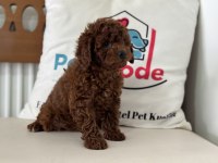 Petmode Köpek Çiftliğinden Ziyarete Açık Toy Poodle