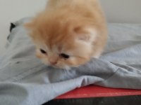 3 adet kedilerim