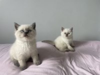 SAFKAN BLUE POİNT BİR DİŞİ BİR ERKEK KEDİMİZ