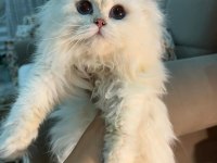 Blh ns1233 erkek british longhair yavrumuz