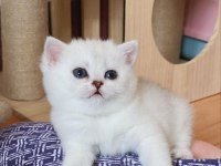 BRİTİSH SHORTHAİR YAVRULARI
