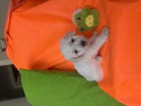 Maltese terrier yavrusu