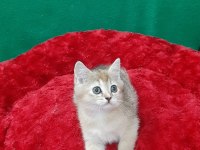 Golden British Shorthair