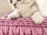 7 Ağustos Doğumlu British Shorthair Bebekler
