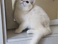 Scottish straight shorthair dişi