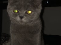 British shorthair kedimiz paşa atlas