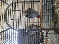 Bebek macaw papağanı