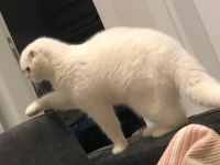 Scottish fold