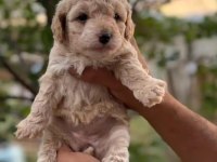 Sevimli Maltipoo köpekler