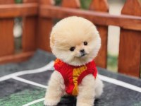 BÜYÜMEYEN CİNS POMERANİAN BOO