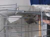 Sultan papağanı grey
